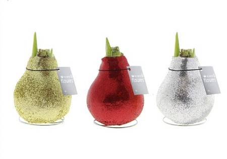 Glitter Wax Amaryllis