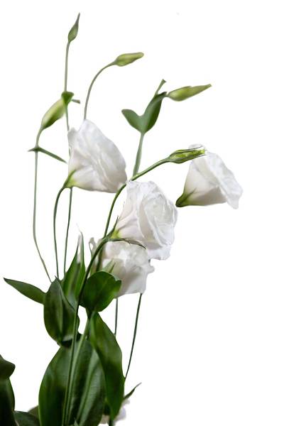 White Eustoma