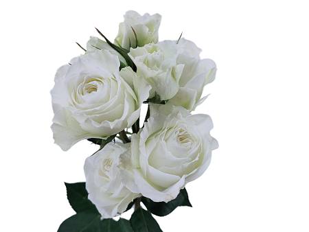 White Spray Rose