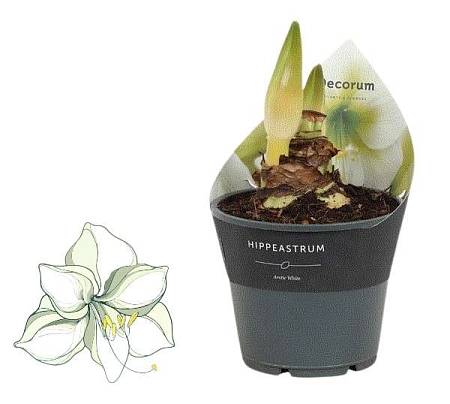 White Amaryllis in a pot