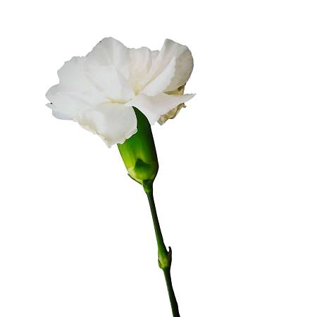 White Carnation