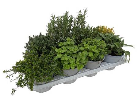 Bylinky – Herbs mix