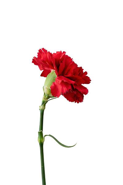 Red Carnation