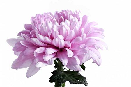 Chrysanthemum Anastasia Pink