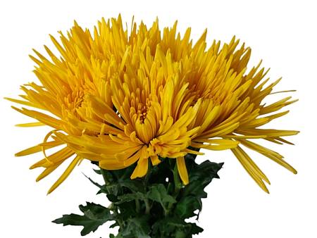 Chrysanthemum Anastasia Yellow