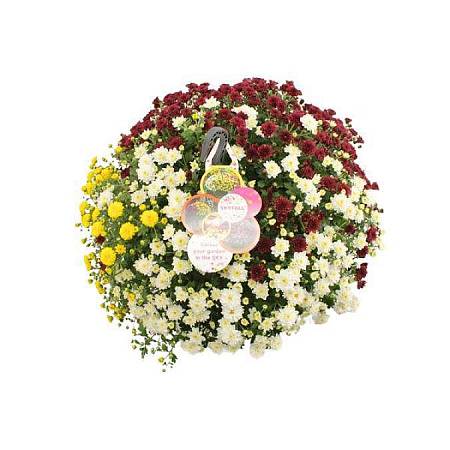 Chrysanthemum Skyfall mix XL