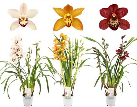 Cymbidium Mixed Colors