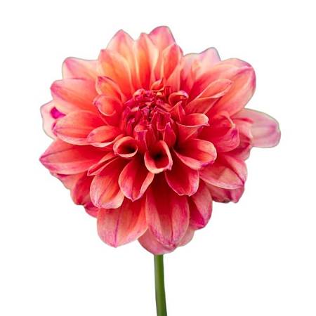 Jiřina - Dahlia