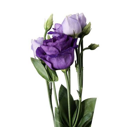 Purple Eustoma