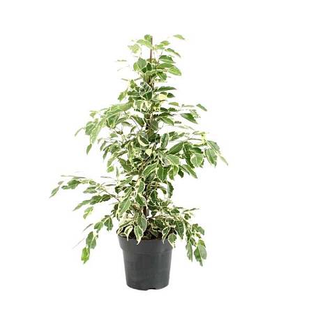 Ficus Benjamina Twilight