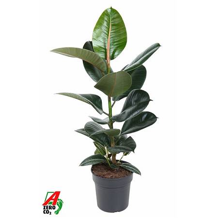 Ficus elastica Robusta