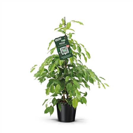 Ficus benjamina Exotica