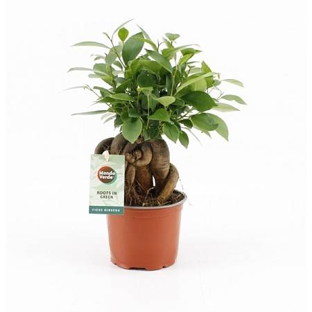 Ficus microcarpa Bonsai