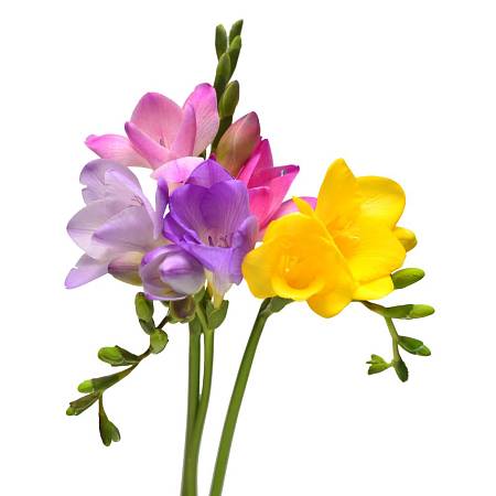 Freesia mix of colors