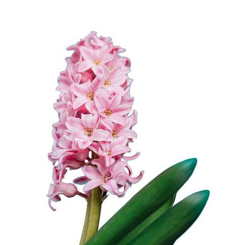 Pink Hyacinth