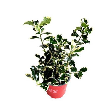 Ilex aquifolium