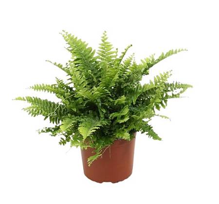 Ledviník (Nephrolepis)