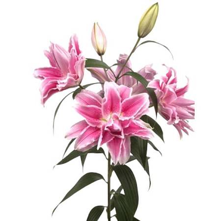 Pink Double Lilies