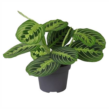 Maranta Leuconeura Lemon Lime