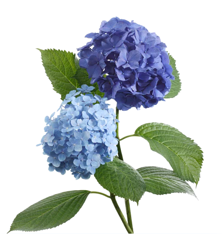 Blue Hydrangea