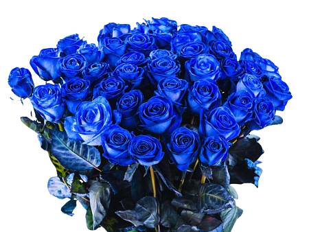 Blue Rose Velvet Blue