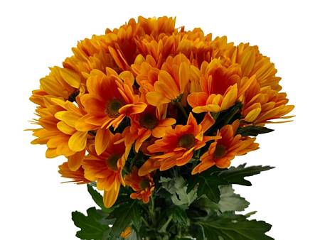 Orange cluster chrysanthemum