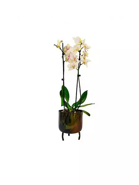 Orchidej krémový v květináči