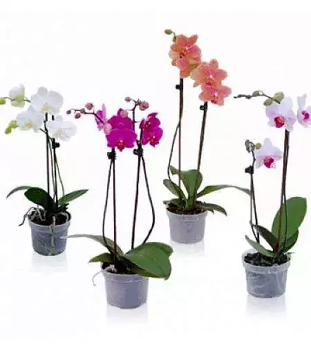 Orchidej, Phalaenopsis