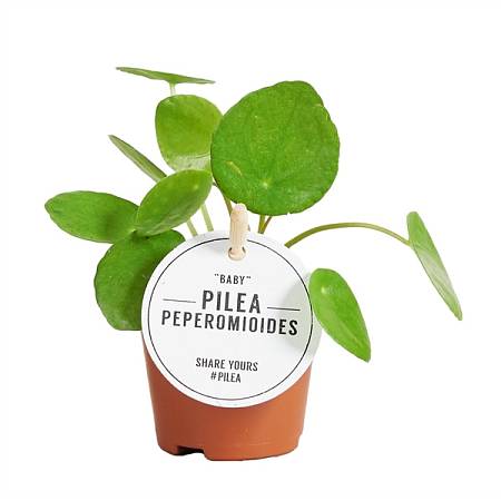 Pilea Peperomioides