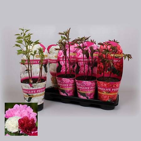 Peonies (Paeonia) Mixed Colors in Pot – 55 cm