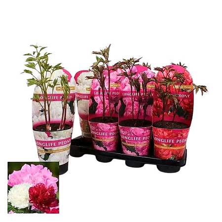 Peonies (Paeonia) Mixed Colors in Pot – 55 cm