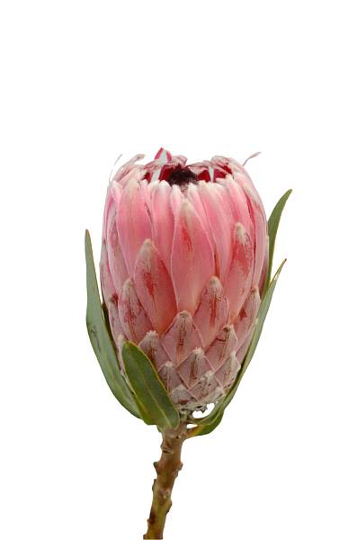 Protea Silvia