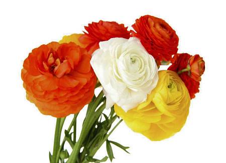 Ranunculus mix barev