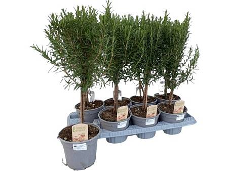 Rosemary on a stem L