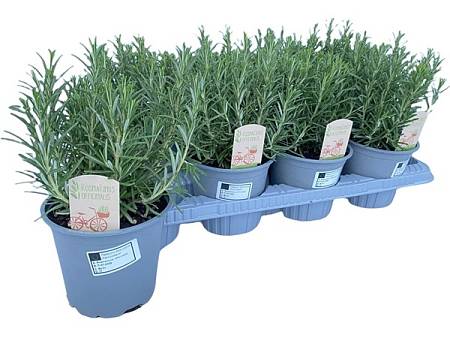 Rozmarýn lékařský