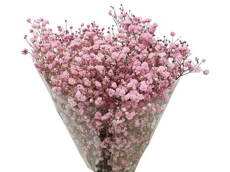 Pink Gypsophila brings