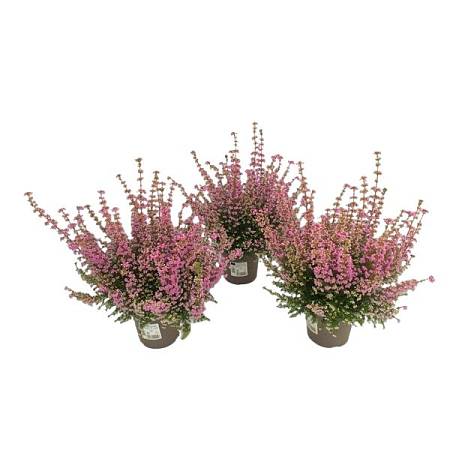 Pink heather Erica