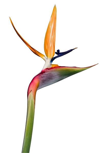 Strelitzia