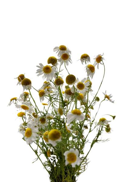 Chamomile