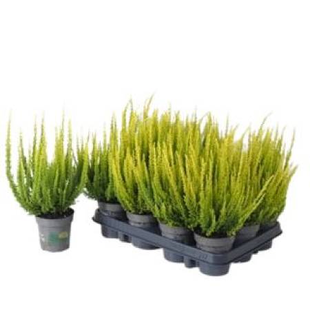 Green heather Calluna