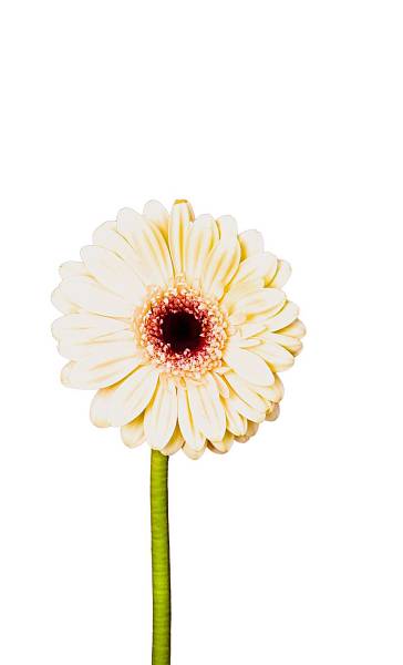 White Gerbera