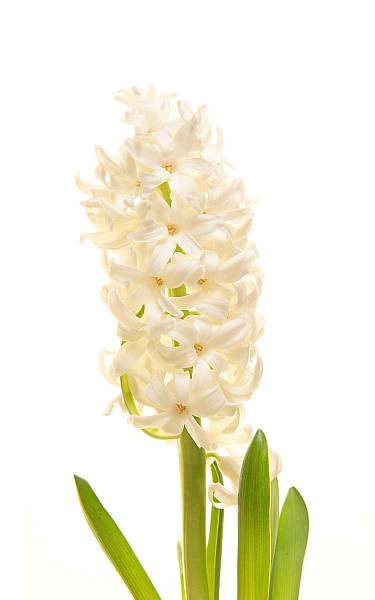 White Hyacinth