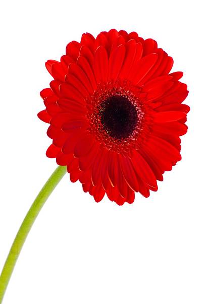 Red Gerbera