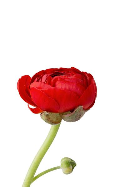 Red Ranunculus