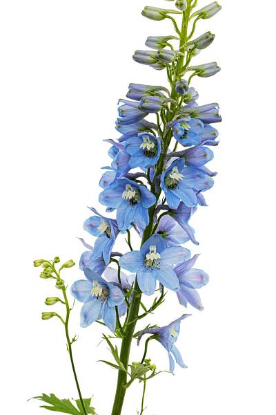 Delphinium elatum Sky Blue