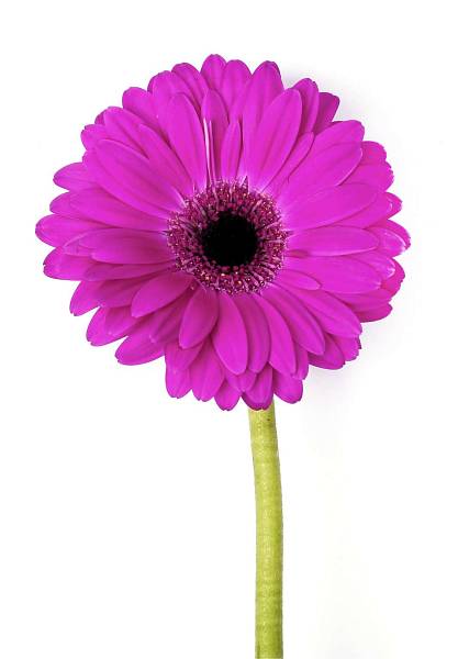 Purple Gerbera