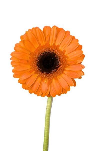 Orange Gerbera