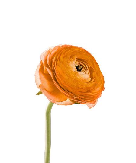 Orange Ranunculus