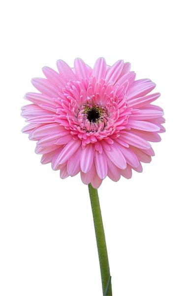 Pink Gerbera