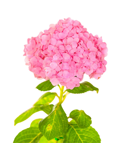 Pink Hydrangea